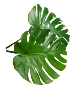 ADORNO VEGETAL 1 1