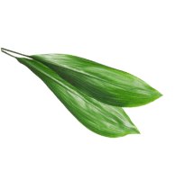 adorno-vegetal-1