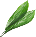 adorno-vegetal-3